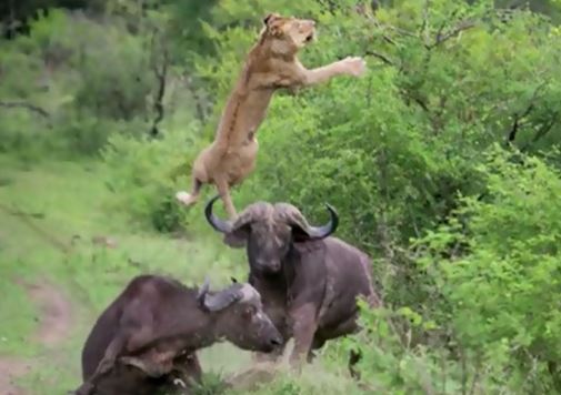 Clip: Trâu rừng tung cú húc “trời giáng” khiến sư tử bay cao 5m