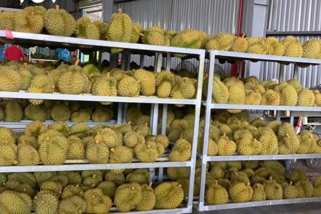 Ồ ạt trồng sầu riêng: Nguy cơ mất thị trường xuất khẩu