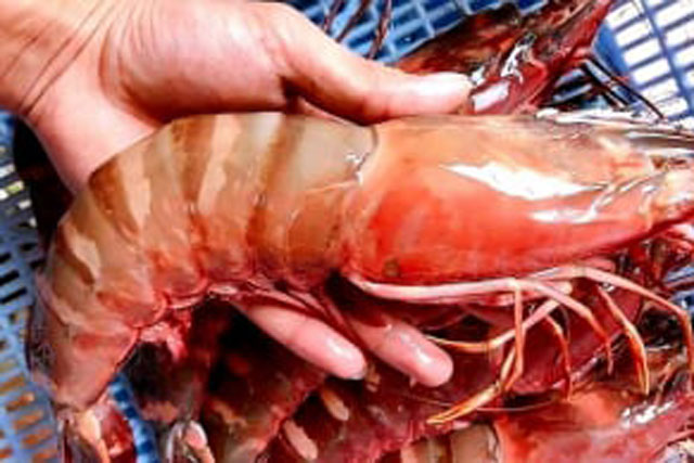 2 bộ phận của tôm nhiều người cố ăn để tốt cho sức khỏe nhưng thực tế lại hoàn toàn ngược lại