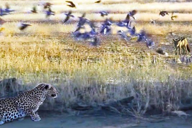 Clip: Kẻ đi săn trở thành con mồi