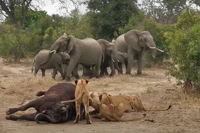 Clip: Đàn sư tử thể hiện sức mạnh, khuất phục hai thành viên "máu mặt" trong Ngũ đại dã thú châu Phi