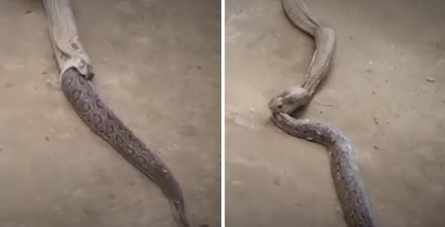 Clip: Màn thanh trừng kinh hoàng giữa 2 thành viên trong tứ đại nọc độc Ấn Độ