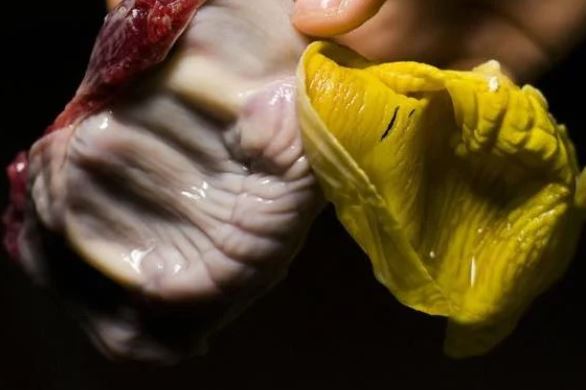 Bộ phận đại bổ ở trong bụng con gà, quý như đông trùng hạ thảo, rất nhiều người Việt không biết