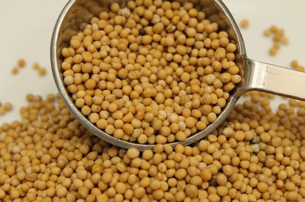 Tác dụng của hạt mù tạt với sức khỏe