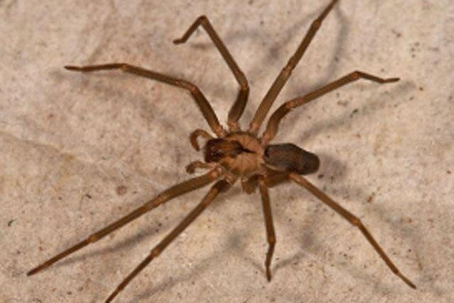 4 cách đuổi nhện ra khỏi nhà hoàn toàn tự nhiên, không độc hại, không phải ai cũng biết