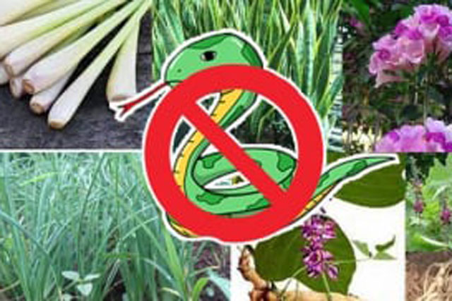 4 loài cây trồng trong vườn nhà: Rắn và các côn trùng khác chạy xa, "một đi không trở lại"