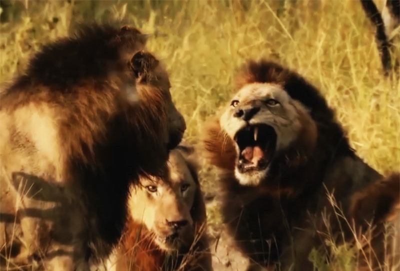 Chú sư tử đực bị đồng loại tấn công.