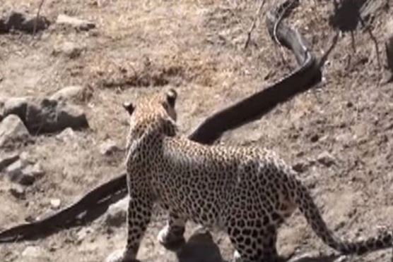 Clip: Báo đốm săn giết trăn đá khổng lồ