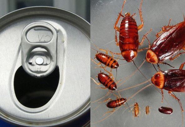 Dùng lon bia uống dở "1 phát ch.ết trăm", cả đàn gián một đi không trở lại