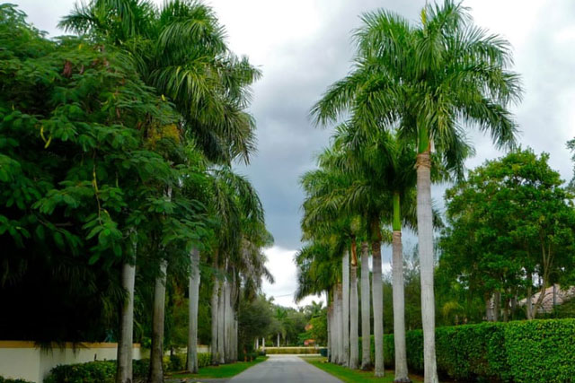 6 cây "Báu Vật" cứ trồng trước cửa nhà thì Tài Lộc rầm rộ kéo đến, không chiêu của báu cũng chiêu tiền bạc