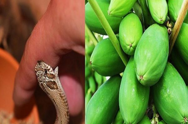 5 loại cây giải độc khi bị rắn cắn, côn trùng đốt, ngộ độc thực phẩm