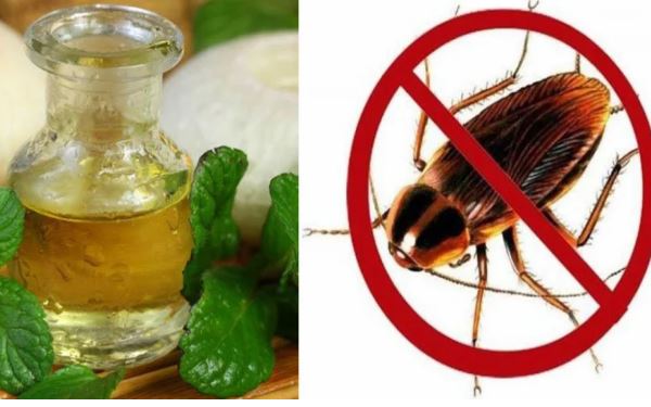 6 mẹo giúp chị em đuổi gián chạy nhanh ra khỏi nhà không cần dùng hóa chất