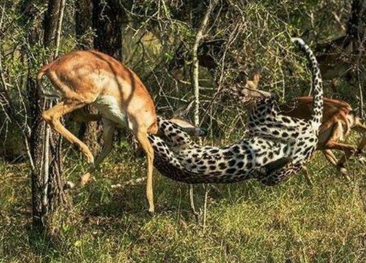 Clip: Báo hoa mai bay người lên không bắt linh dương