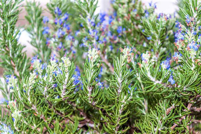 8 loại cây cảnh là kẻ thù của các loài côn trùng, đặt xung quanh nhà thì ruồi muỗi cũng không dám vào