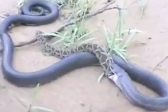 Clip: Cuộc chiến sinh tử giữa trăn với rắn hổ mang chúa