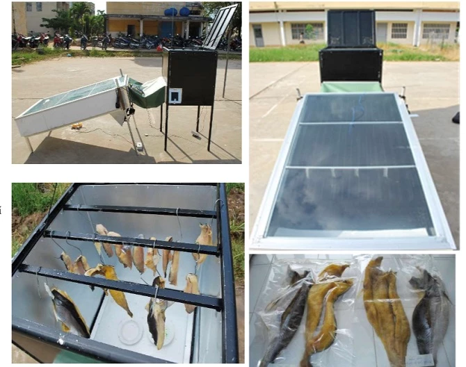 Sấy khô cá tra bằng máy năng lượng mặt trời.