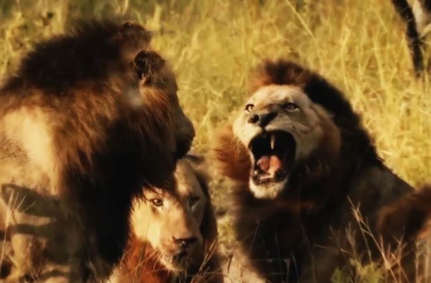 Clip: “Rợn người” với cảnh sư tử đực tàn sát đồng loại