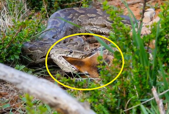 Clip: Linh dương Impala bất lực nhìn trăn đá châu Phi nuốt chửng con