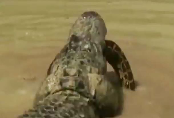 Clip: Trăn bỏ mạng vì xem thường cá sấu