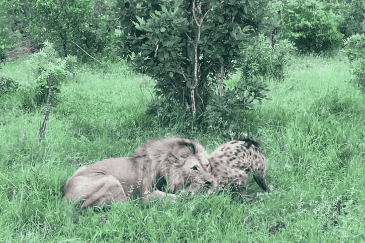 Clip: Sư tử đực phô diễn sức mạnh khủng khiếp trước cặp đôi linh cẩu lén lút