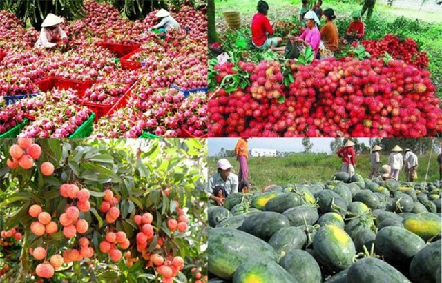Trung Quốc - Thị trường lớn nhất của nông sản Việt Nam - Ảnh 1.