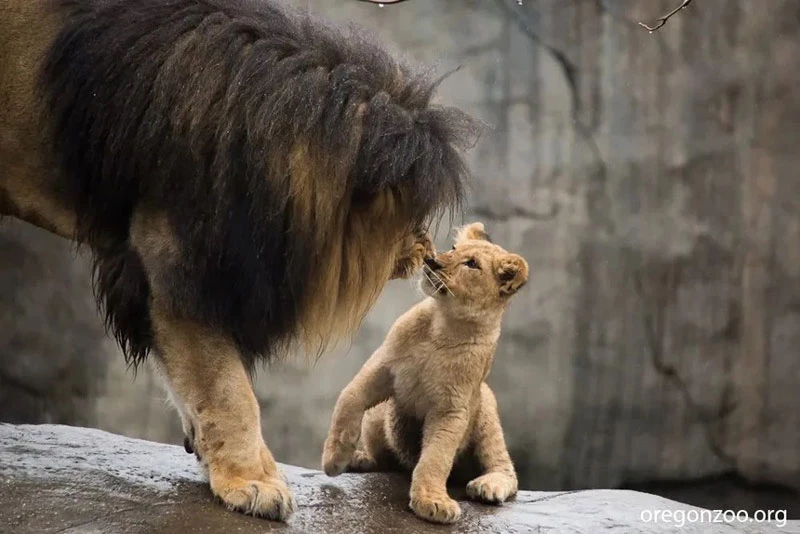 Sư tử con lần đầu gặp bố