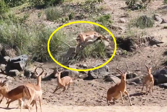 Clip: Kỹ năng săn mồi tuyệt đỉnh của báo hoa mai