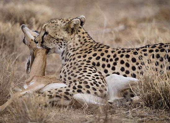 Clip: Cuộc săn "quá nhanh và nguy hiểm" của sát thủ tốc độ