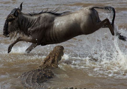 Clip: Cuộc vượt sông “đẫm máu” trước hàm cá sấu