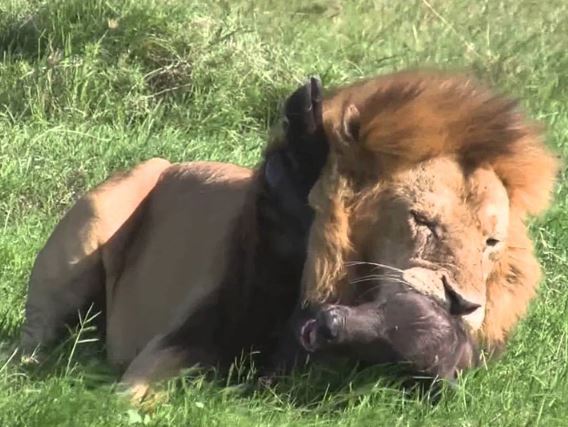 Clip: Sư tử đực sát hại trâu rừng con dã man