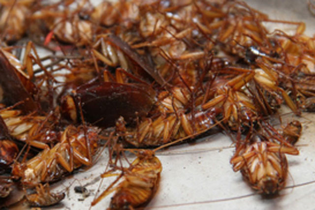 Mẹo đơn giản khiến gián khiếp sợ, tự động "cuốn gói" ra khỏi nhà