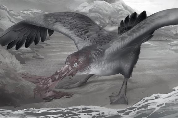 Phát hiện hải âu quái vật sát thủ như thằn lằn bay và có thể tái sinh