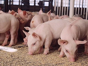 Giá heo hơi hôm nay 18/3/2023: Tăng 3.000 đồng/kg