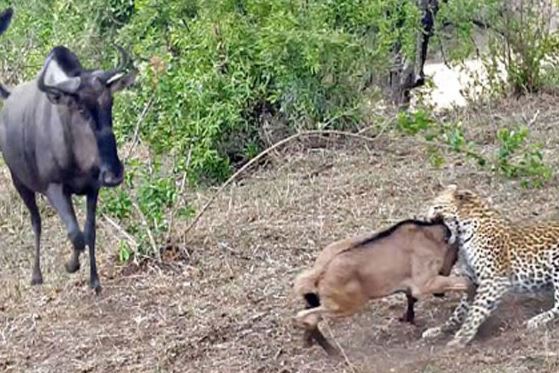 Clip: Linh dương mẹ “ngu ngốc” vô tình giúp báo giết con