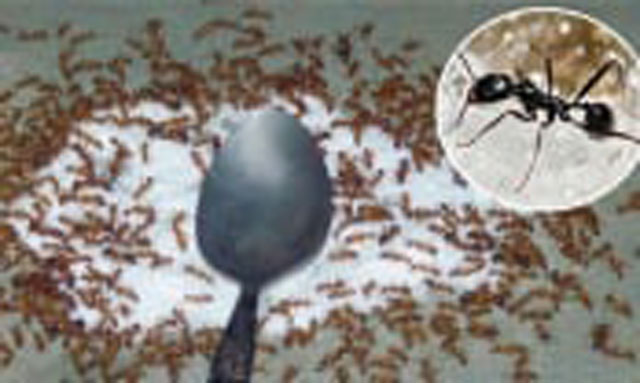 Mẹo đuổi kiến ra khỏi nhà chỉ bằng 1 thìa muối, vừa tiết kiệm lại không độc hại