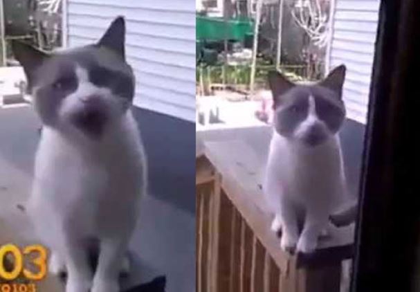 Clip: Mèo “khóc lóc” xin chủ cho vào nhà