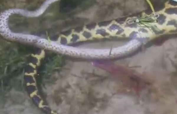 Clip: Cận cảnh màn đẻ con siêu hiếm của trăn khổng lồ