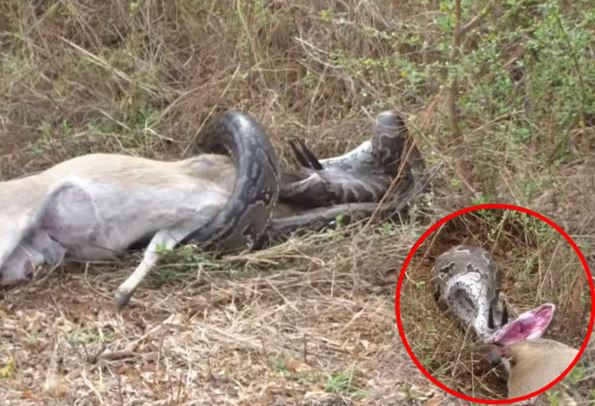 Clip: Trăn khổng lồ bị sừng linh dương đâm xuyên họng