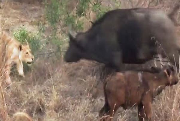 Clip: Trâu rừng “ác chiến” với sư tử để bảo vệ con