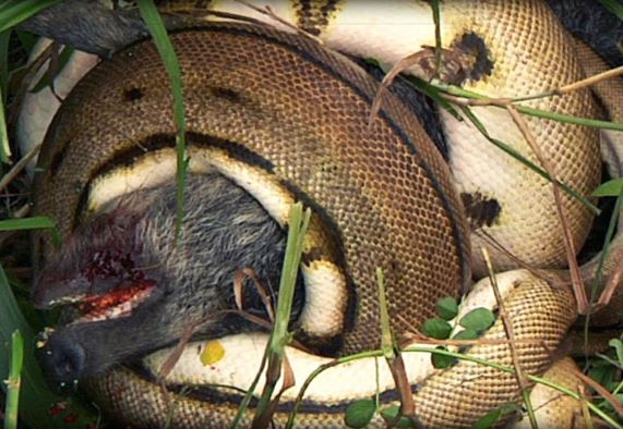 Clip: Trăn Miến Điện khổng lồ giết chết lợn rừng