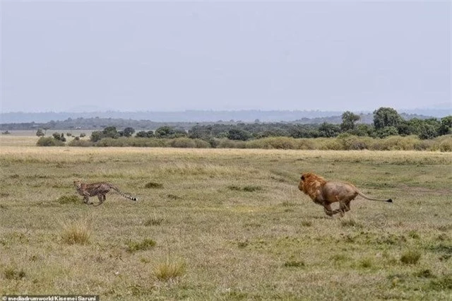 Không màng nguy hiểm, báo săn mẹ đánh đuổi vua sư tử to gấp 3 lần để bảo vệ con nhỏ ảnh 1