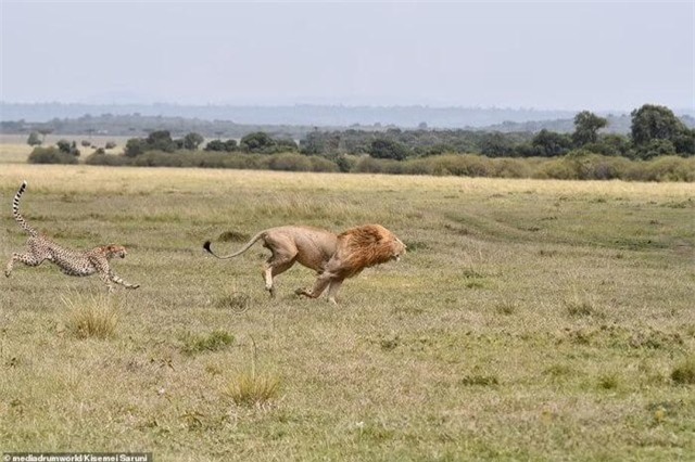Không màng nguy hiểm, báo săn mẹ đánh đuổi vua sư tử to gấp 3 lần để bảo vệ con nhỏ ảnh 2