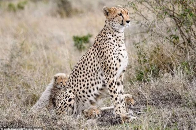Không màng nguy hiểm, báo săn mẹ đánh đuổi vua sư tử to gấp 3 lần để bảo vệ con nhỏ ảnh 3