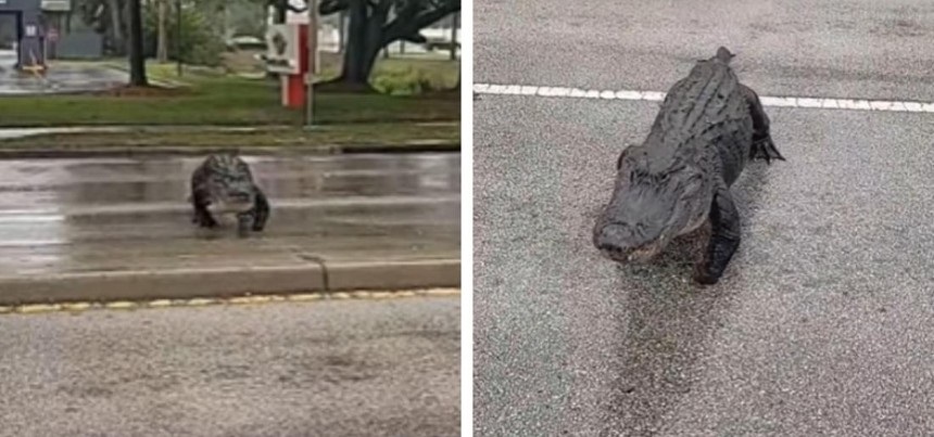 Clip: "Quái thú" khổng lồ cụt chân lừng lững băng qua đường gây náo loạn cả khu phố