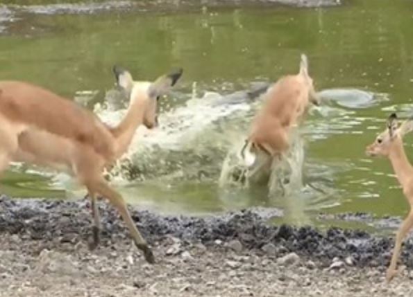 Clip: Cá sấu phi thân tóm gọn linh dương Impala