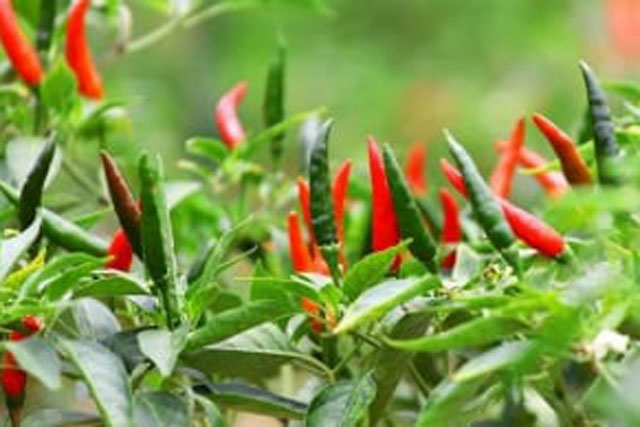 Ớt là một loại quả dược liệu quý nhưng phần lá bị bỏ đi không ngờ còn có nhiều công dụng hơn