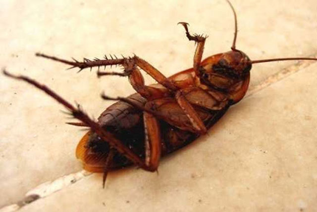 Dùng phèn chua theo cách này vừa sạch nhà lại đuổi gián hiệu quả