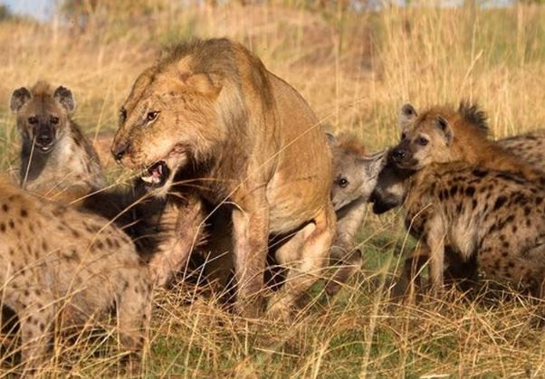 Clip: Sư tử bị linh cẩu "đánh hội đồng", cướp thức ăn