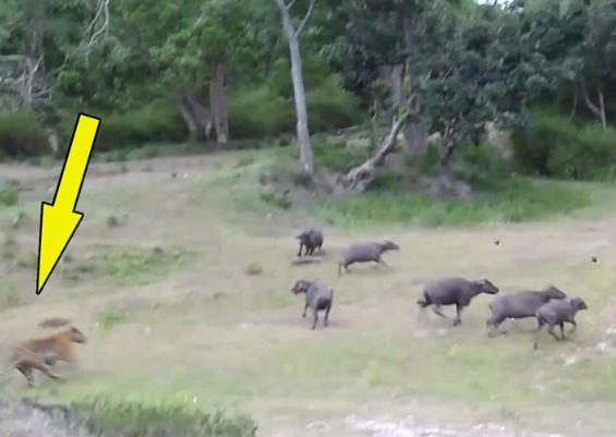 Clip: Trâu rừng tấn công hổ giải cứu đồng loại