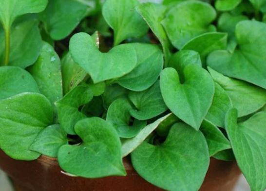 Loại rau nhiều Canxi hơn cả trứng, sữa đi chợ thấy nên mua ngay vừa bổ dưỡng lại ít "ngậm thuốc"